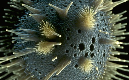 H3N2 flu spreading rapidly with COVID-like symptoms.